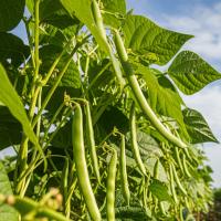 Organic-Grains-Legumes