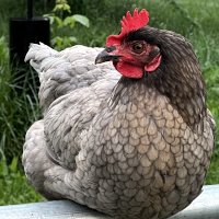 Pasture-Raised-Organics