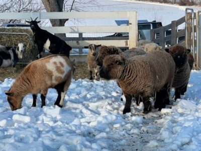 Sheep and goats on the pasture