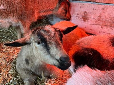 Goats staying warm in the barn during the lingering chill of early spring.