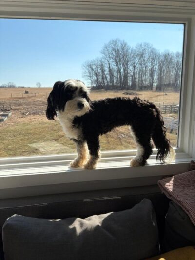 A visiting city dog taking in the view of the countryside from the farmhouse window.